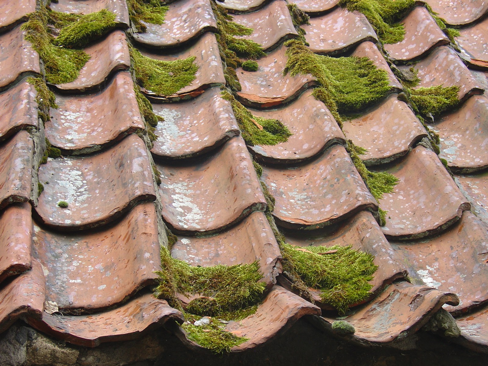 Des lichens et algues sur une toiture sale avant le nettoyage